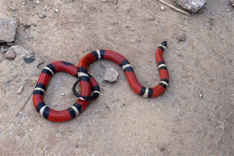 Serpiente coral: tipos, comportamiento y hábitat - InfoAnimales