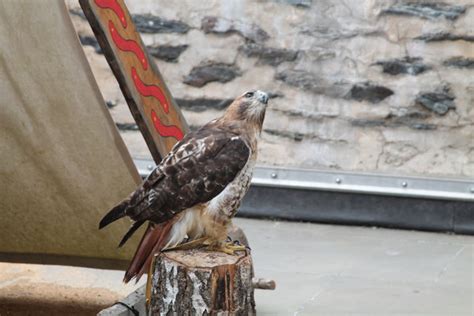 Vianden castle and medieval festival (Luxembourg) - awesomefamilyblog ...