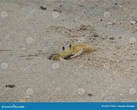 Atlantic Ghost Crab stock photo. Image of burrowing - 220727994