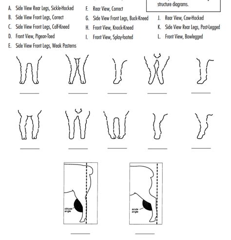 Sheep Feet and Leg Structure Diagram | Quizlet