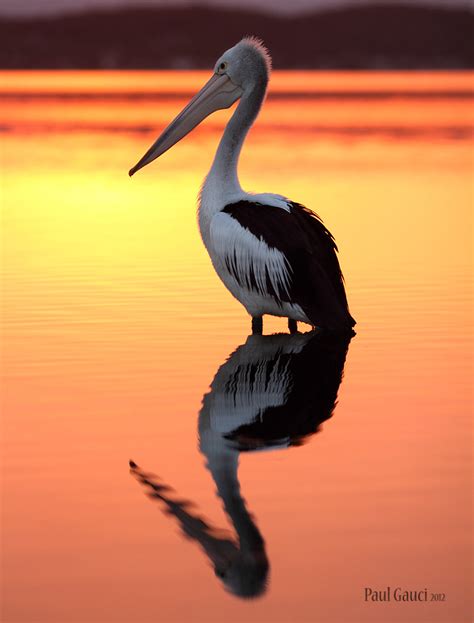 Pelican sunset -- Birds in photography-on-the.net forums
