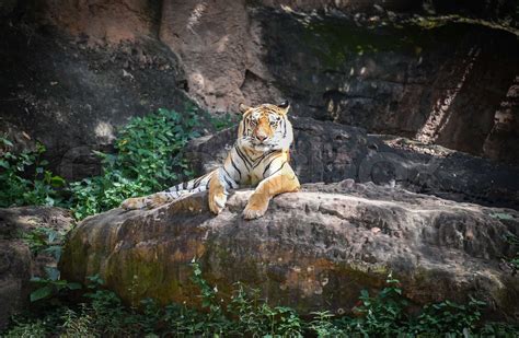 Bengal tiger lying on a rock - royal tiger | Stock image | Colourbox