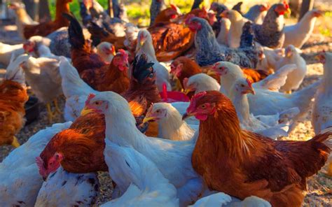 Poultry Farming - The Ultimate Guide for Beginners - LearnPoultry