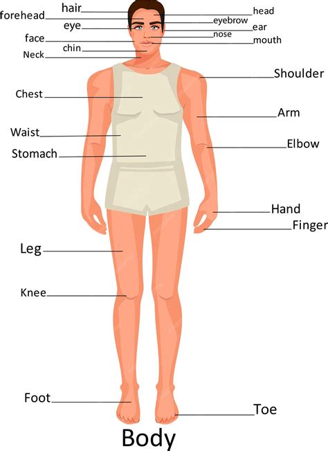 Anatomy Of Male Human Body