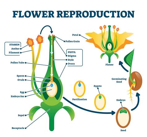 Class 7 Science- Chapter 12 - Reproduction in Plants- (Complete Notes ...