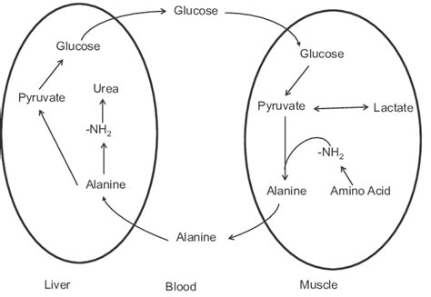 The glucose–alanine cycle. Alanine is synthesized in muscle by... | Download Scientific Diagram