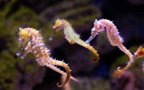 11 Fun Seahorse Facts You Should Know - DeepDive