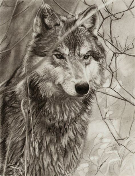 163 Best images about Wolf drawings on Pinterest | Wolves, A wolf and ...