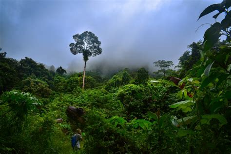 Empat Tipe Hutan di Kalimantan Barat - Indonesia