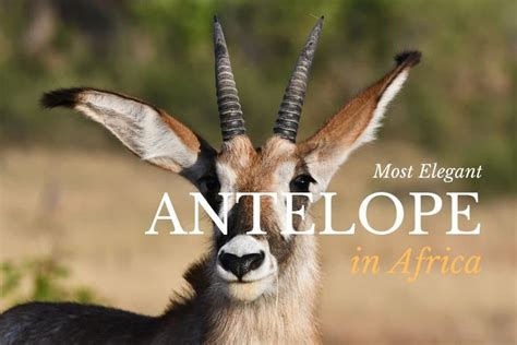 Top 16 Animals with the Best Hearing - kienitvc.ac.ke