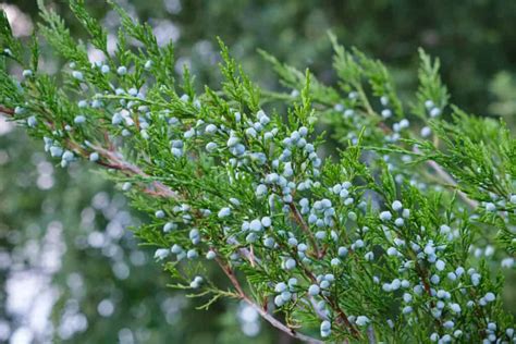 Full Juniper Lifespan (Here's How Long They Last) - Tree Journey