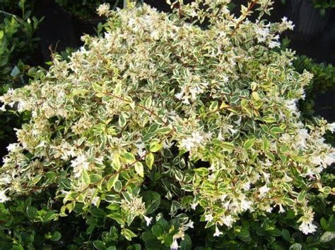 Abelia ‘Twist of Vanilla’ – THGC