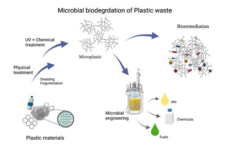 Plastics Biodegradation Database