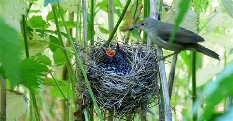 Different Types of Bird Nests With Pictures - A-Z Animals