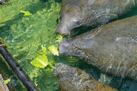 Manatee Stock Photos, Pictures & Royalty-Free Images - iStock