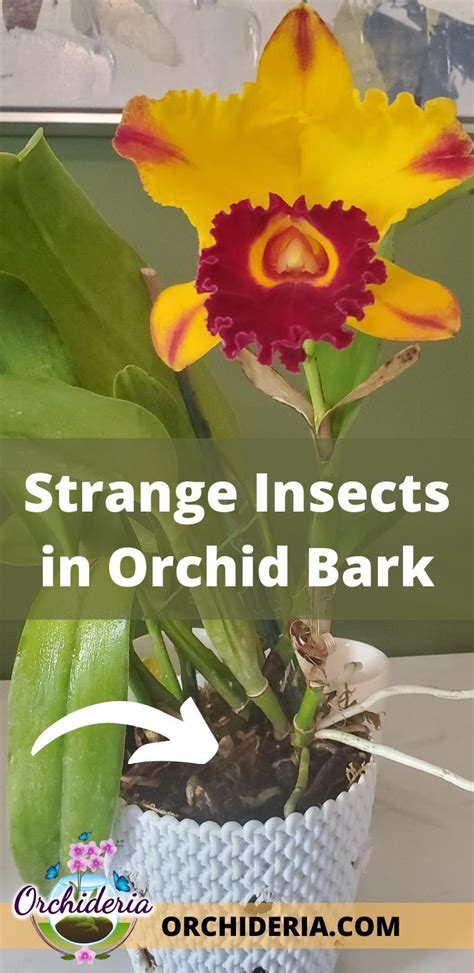 Orchid Bark Bugs: 5 Creatures That Infest Potting Mix | Orchid bark, Orchid pests, Orchid plant care