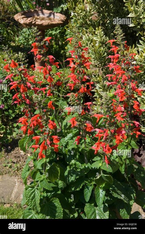 Salvia coccinea- 'Lady in Red' AGM MIW251156 Stock Photo - Alamy