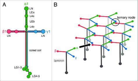 Laminin-Inspired Cell-Instructive Microenvironments For, 46% OFF