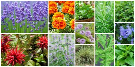 12 Mosquito Repellent Plants That Will Keep the Bugs Away | Living Rich ...