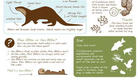 Otter Fact Sheets | River Otter Ecology Project