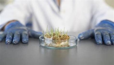 GMO Experiments | Sciencing