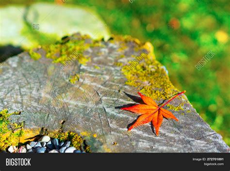 Autumn Leaves Japan. Image & Photo (Free Trial) | Bigstock