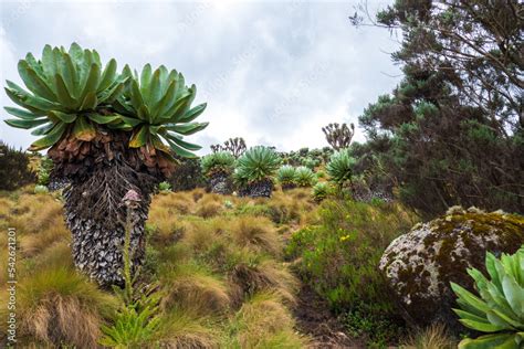 Giant groundsels growing in the moorland eceological zone of the Aberdare National Park, Kenya ...