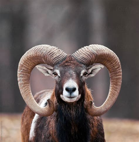 "Mouflon Sheep Closeup Portrait" by Stocksy Contributor "Brandon Alms ...