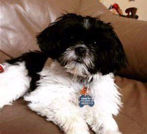 Black and White Shih Tzu | Facts and Photos