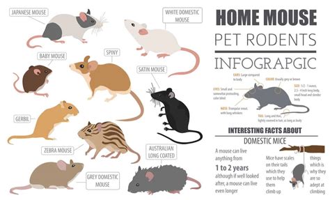 Identifying Mice Species