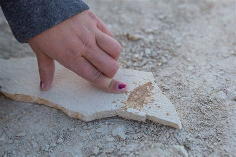 Quarry Stories: Fossil Safari - Fossil Basin