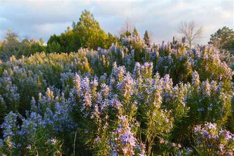 How to Propagate Rosemary Plants | Gardener’s Path