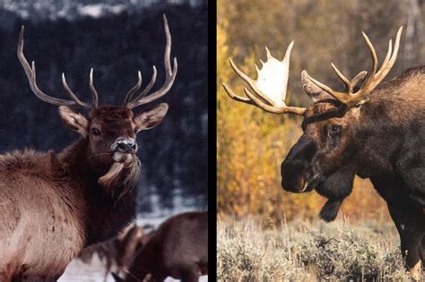 Elk vs Moose Comparison: Size, Habitat, Meat & Main Differences