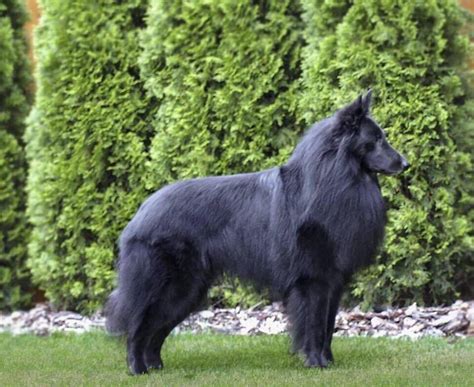 Breed Info/FAQ | Belgian Sheepdog Club of America