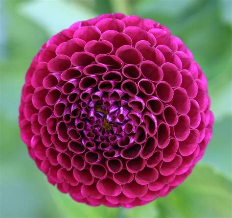 Dahlia | Geometry in nature, Fractals in nature, Patterns in nature