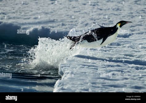 Emperor penguin diving onto ice Cape Washington Antarctica Stock Photo ...