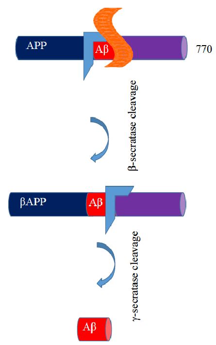 Schematic representation of APP cleavage by β and γ secretase enzymes... | Download Scientific ...