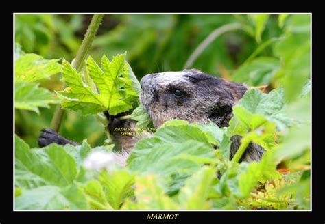 Hoary Marmot Eating