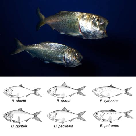 Species New to Science: [Ichthyology • 2021] Phylogenetic Relationships, Genetic Diversity and ...