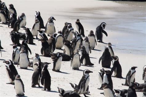 African penguin colony stock image. Image of boulder - 147552465