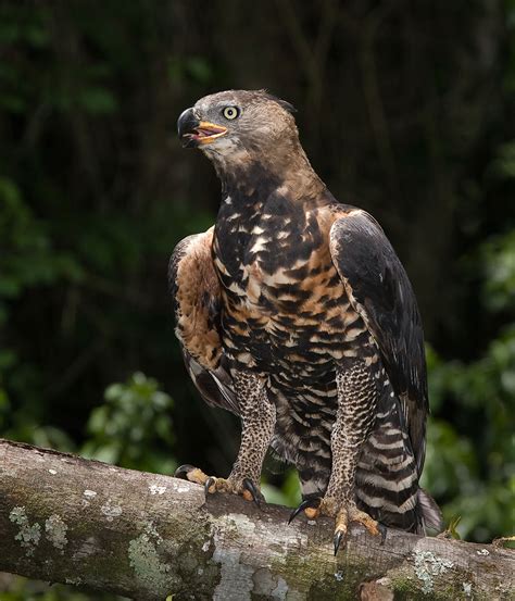 NFA bird podcast: #01 African Crowned Eagle