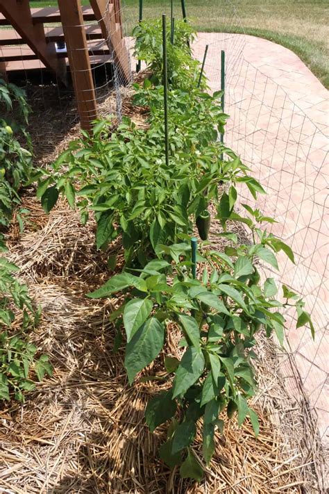 A Guide to Growing Chili Peppers - Chili Pepper Madness