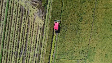 Aerial view of Combine harvester machine with rice paddy field. Harvester for harvesting rice at ...