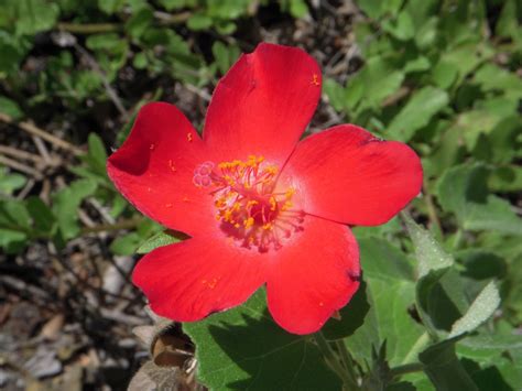 Nature Cameos: Some Beautiful Texas Spring Flowers