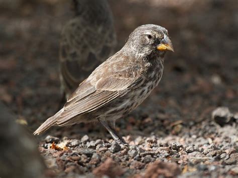 Female Medium Ground Finch - Geospiza fortis. By Brian Gratwicke. | Uccelli