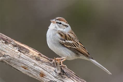 Spizella passerina - Chipping Sparrow Flora And Fauna, Sparrow, Bird Art, Animals, Animales ...