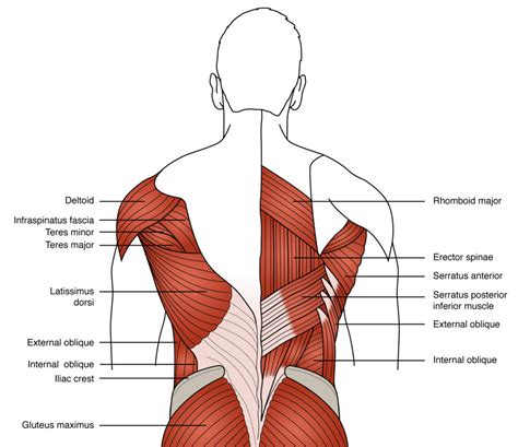 Easy Low Back Anatomy — For The Wellness