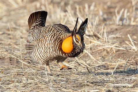 Greater Prairie Chicken Photograph by Steve Javorsky - Fine Art America