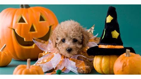 Halloween Pets Wallpaper (60+ images)