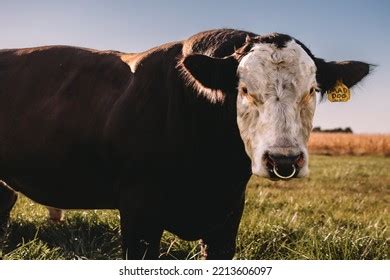 Simental Cattle Images: Browse 103 Stock Photos & Vectors Free Download with Trial | Shutterstock